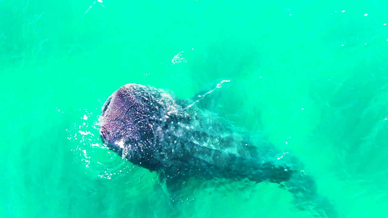 Overhead frame of a whale shark near the surface in Bahia De Los Angeles, with its broad head at left, body trailing right, bubbles around the mouth, and no visible people.
