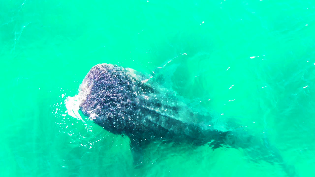 Overhead view of the whale shark in Bahia De Los Angeles with its head closer to center, pale bubbles along the mouth, a dark back fading into the water, and no visible people.