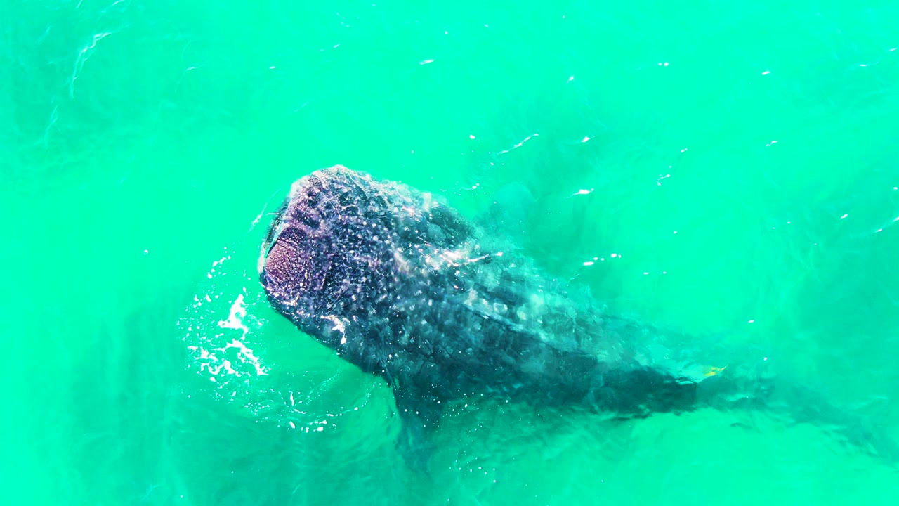 The whale shark remains near the surface in Bahia De Los Angeles, with the rounded head left of center, body extending to the right, small surface highlights, and no visible people.
