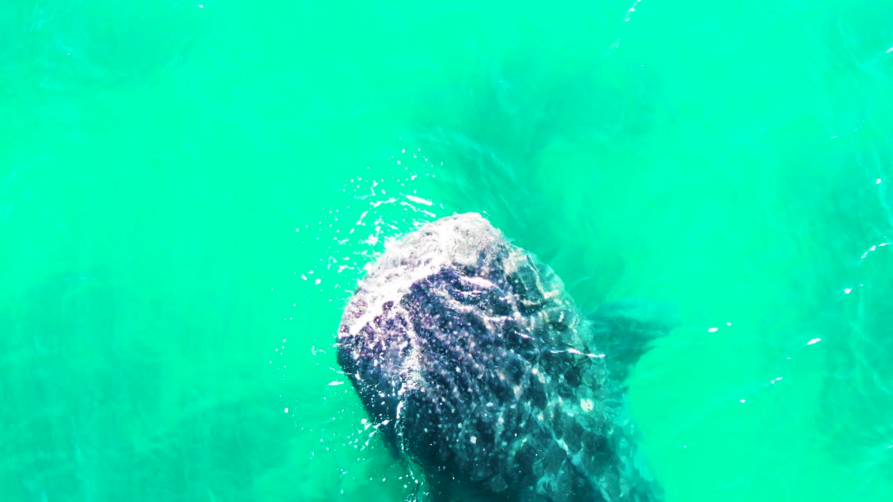 Overhead view of a humpback whale surfacing in turquoise water.