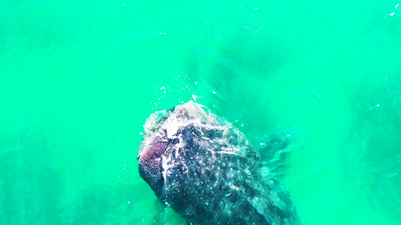 The humpback whale's head and upper body are clearer beneath the turquoise surface at Bahia De Los Angeles, with bubbles trailing near the head and no visible people.