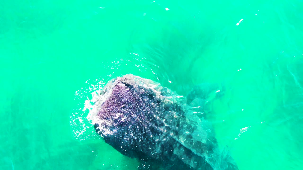 The humpback whale remains near the surface in Bahia De Los Angeles, with a brighter patch of white spray along the upper edge of its head and no visible people.