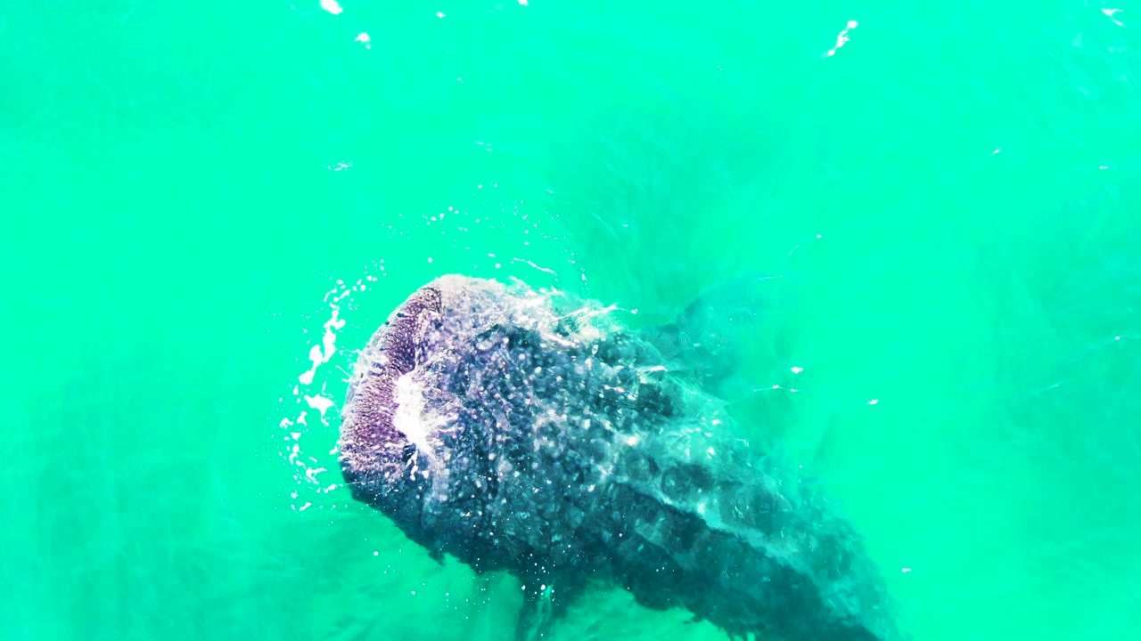 The humpback whale appears lower in the frame at Bahia De Los Angeles, angled through clear turquoise water with white splash at the head and no visible people.