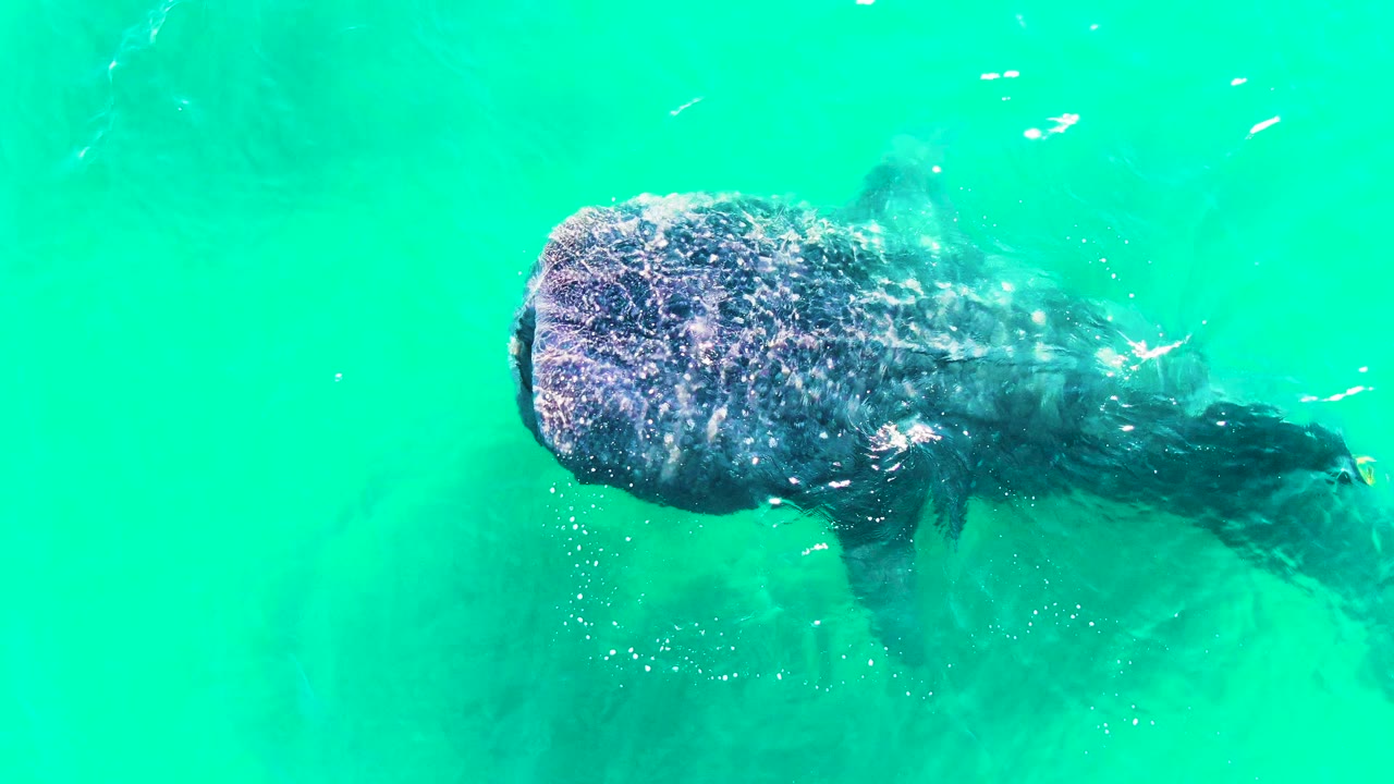 Whale shark near the surface in turquoise water