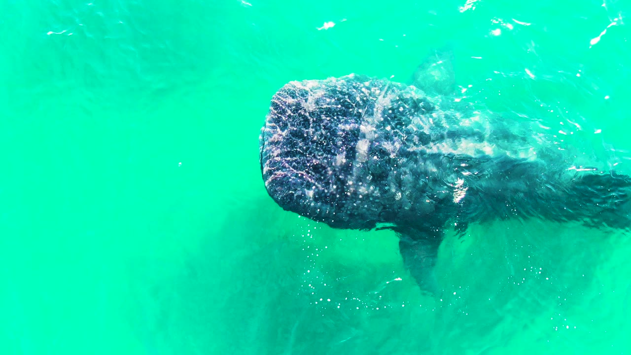 The whale shark remains centered under bright turquoise water in Bahia De Los Angeles, with surface texture and small fish visible around it and no visible people.