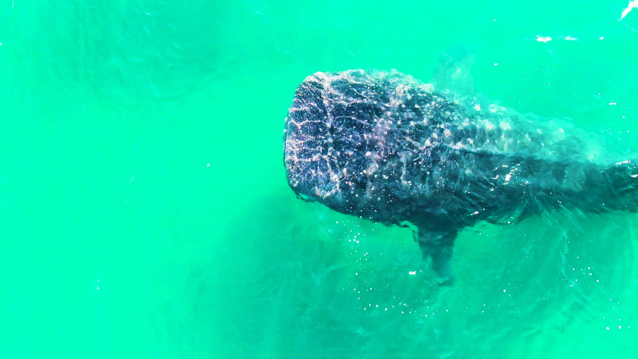 Overhead frame of the whale shark extending toward the right side of the turquoise water at Bahia De Los Angeles, with ripples above its patterned head and no visible people.