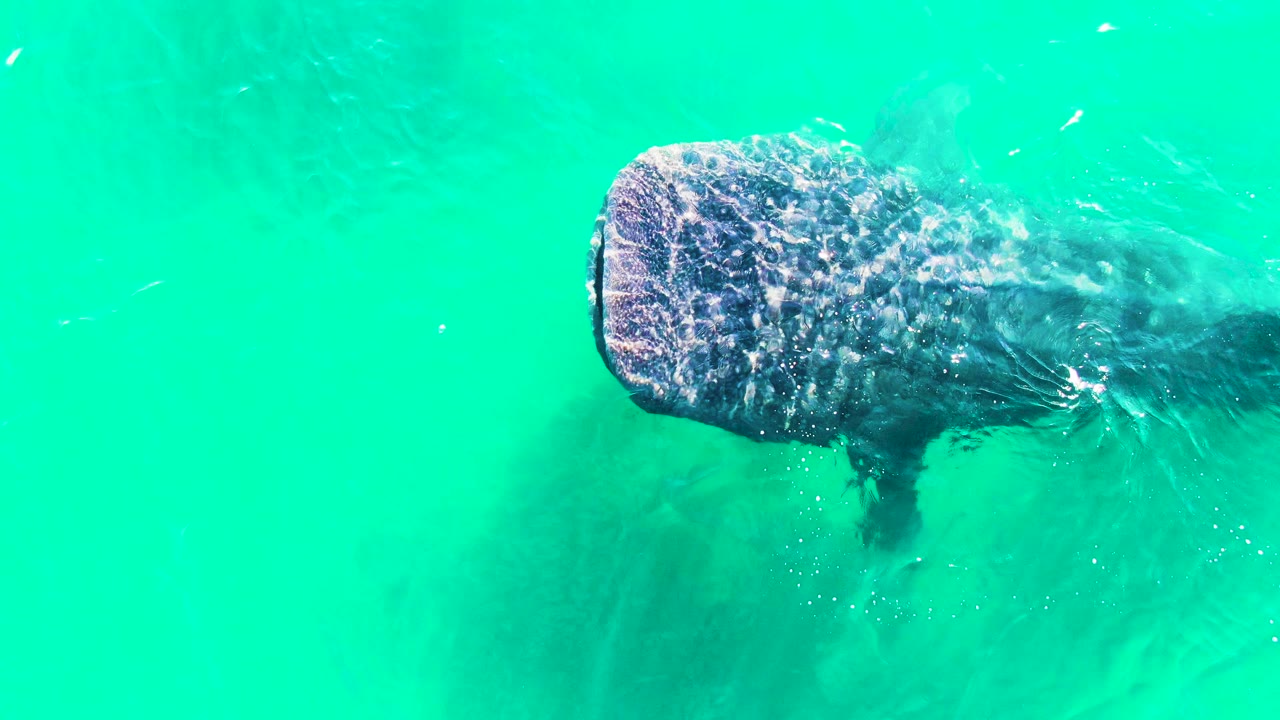 The whale shark appears slightly lower in frame beneath clear green-blue water in Bahia De Los Angeles, with its broad head, mottled pattern, and no visible people.
