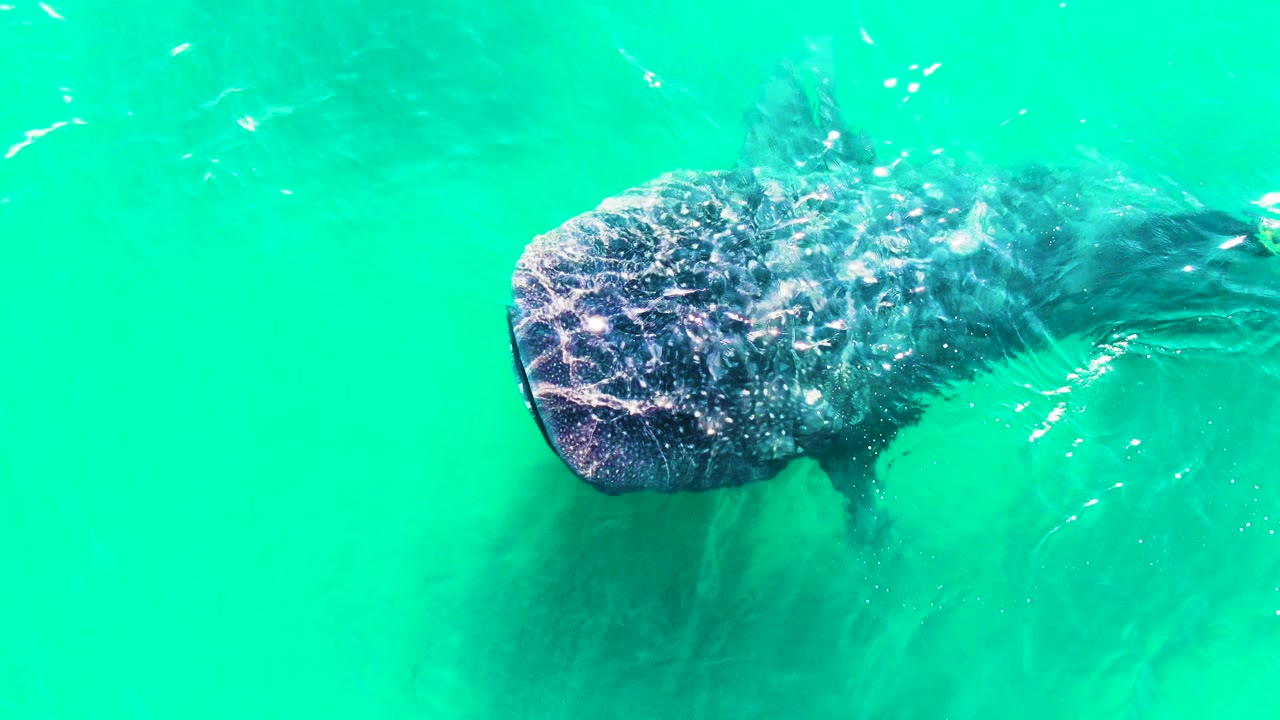 Whale shark near the surface in turquoise water