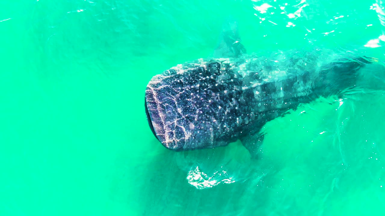The whale shark remains near the surface in Bahia De Los Angeles, Mexico, with its head left of center, mottled back visible through ripples, and no visible people.