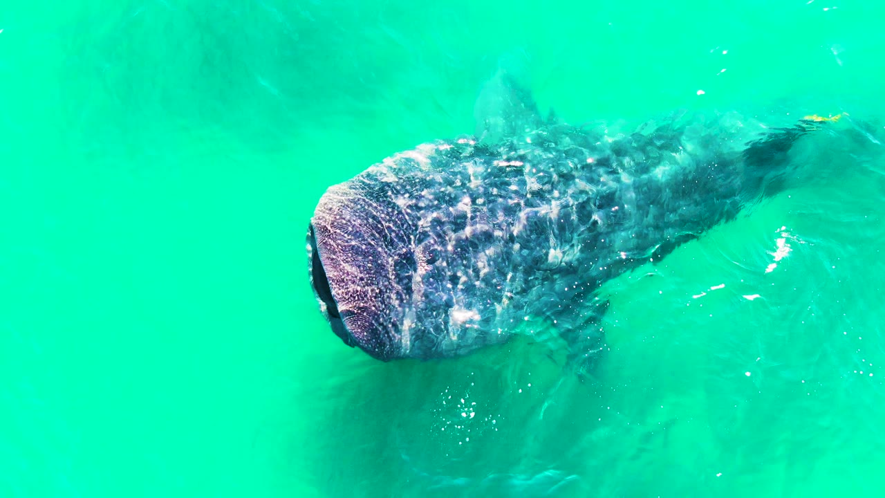 A whale shark moves across bright turquoise water in Bahia De Los Angeles, Mexico, with the head on the left, tail fading into the water at right, and no visible people.