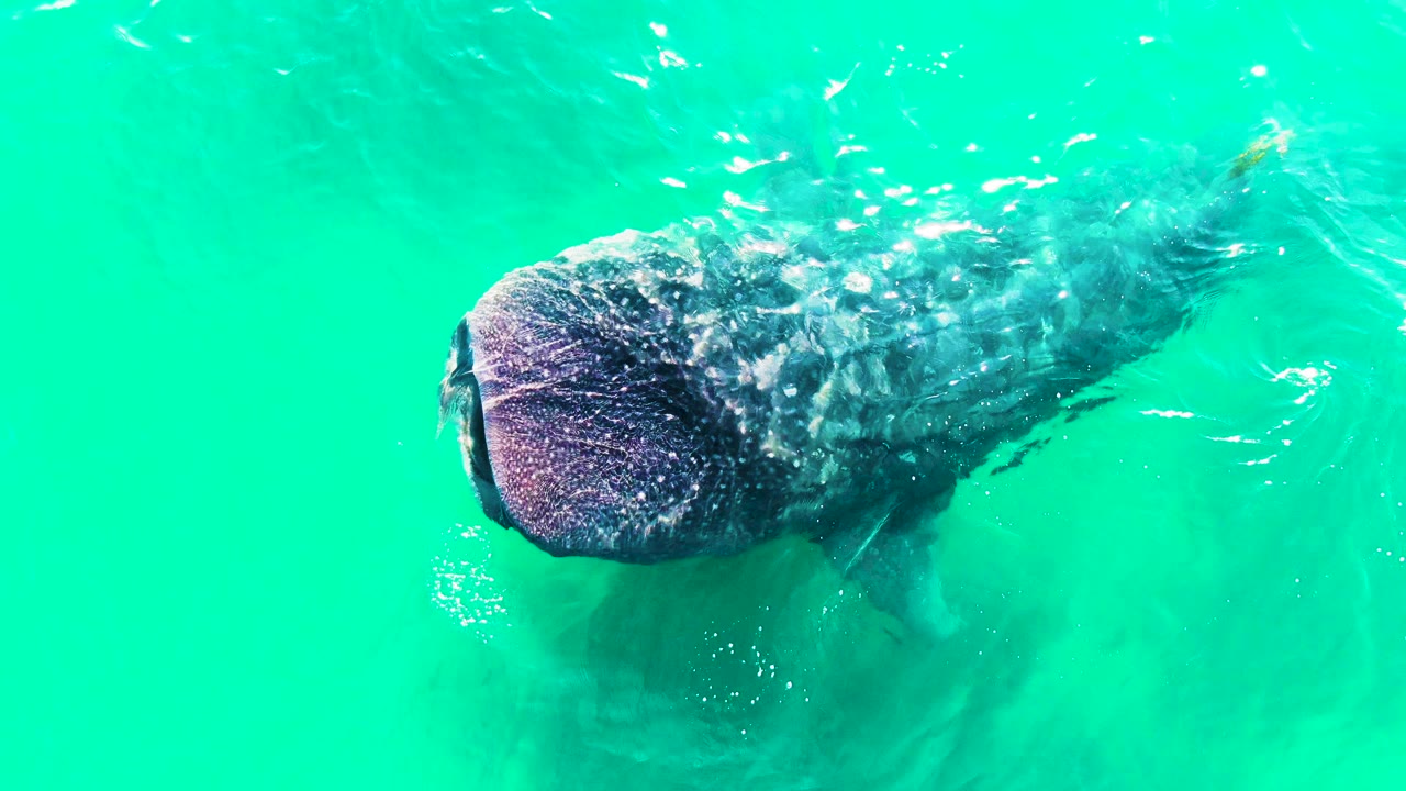 The whale shark is seen from above in Bahia De Los Angeles, Mexico, with its head angled toward the left edge, spotted body visible, and no visible people.