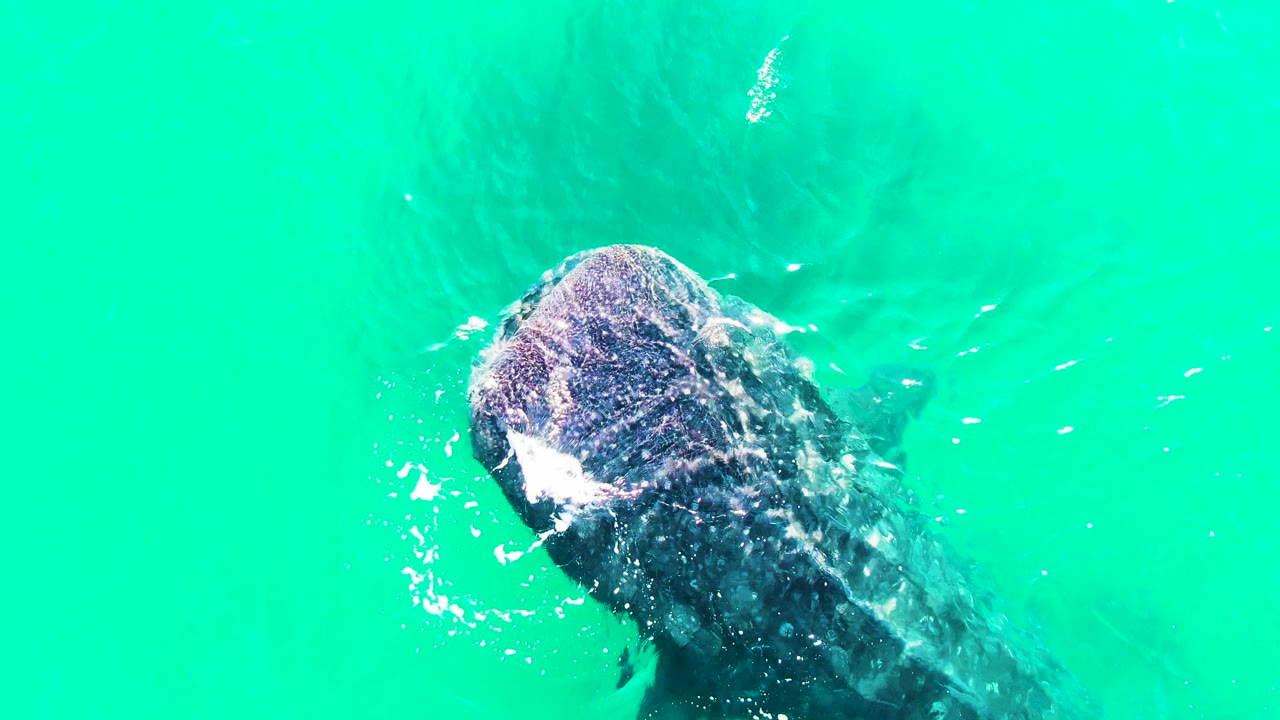 Overhead view of a whale shark beginning the clip in Bahia De Los Angeles, with its head breaking the turquoise surface and no visible people.
