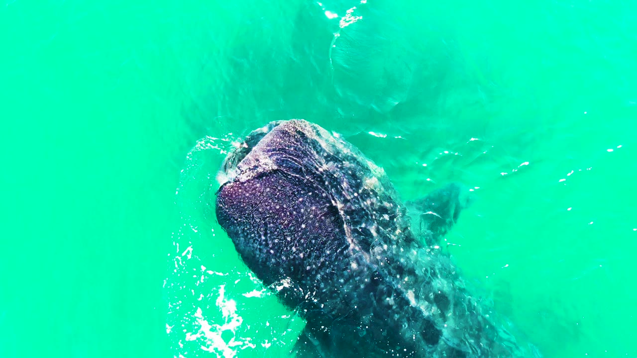 Whale shark gliding just below the turquoise surface in Bahia De Los Angeles, with its head centered higher in frame and no visible people.