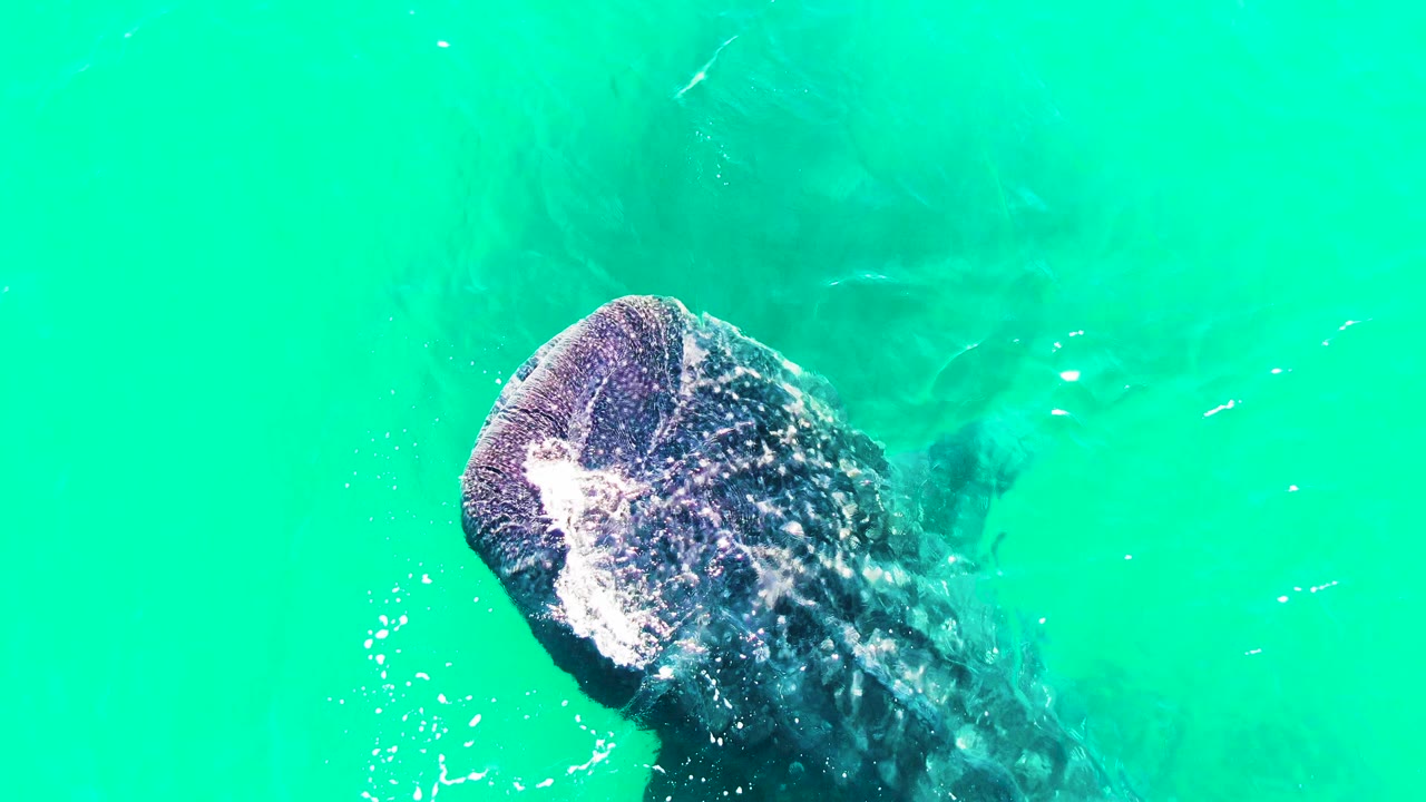 Overhead frame of the whale shark angled toward the lower right in Bahia De Los Angeles, with open turquoise water around it and no visible people.