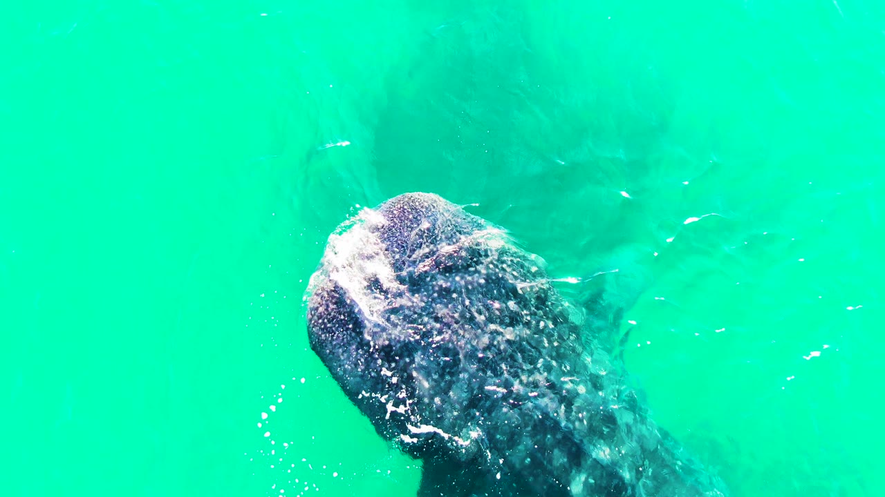 Whale shark head with white splash in green-blue water