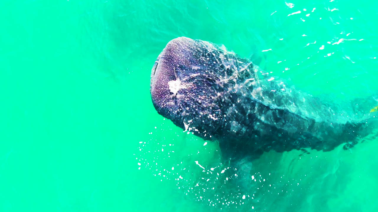 Whale shark seen from above in turquoise water at Bahia De Los Angeles, with bright surface bubbles near its head and no visible people.