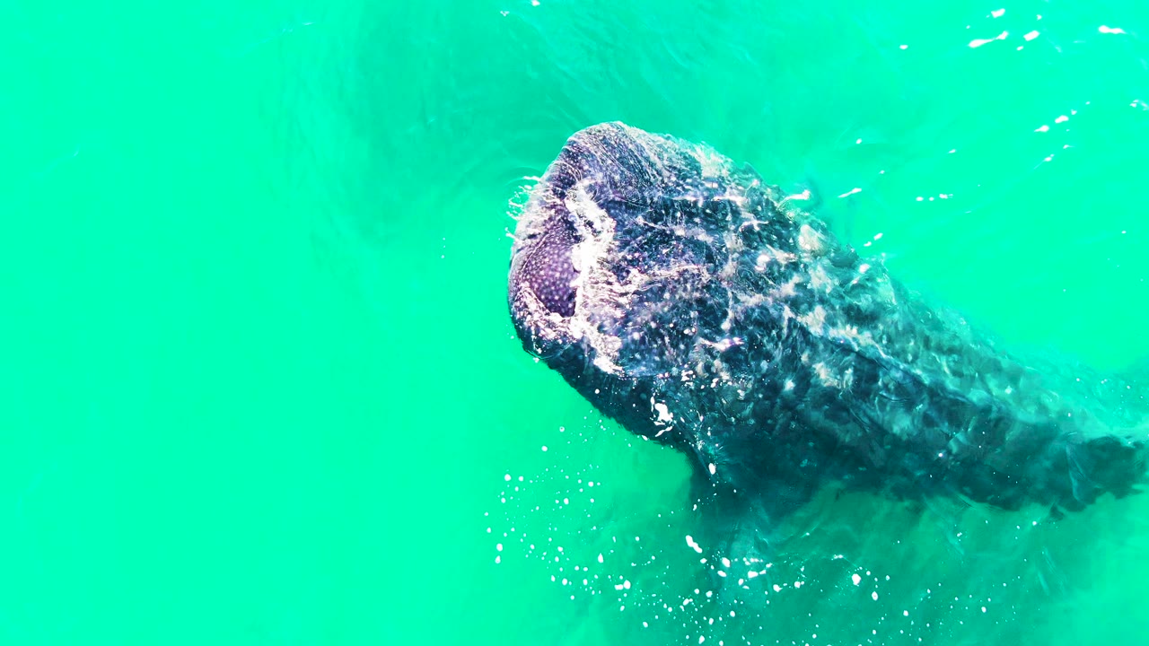 Whale shark continues through clear turquoise water at Bahia De Los Angeles, with its head near the upper frame and no visible people.
