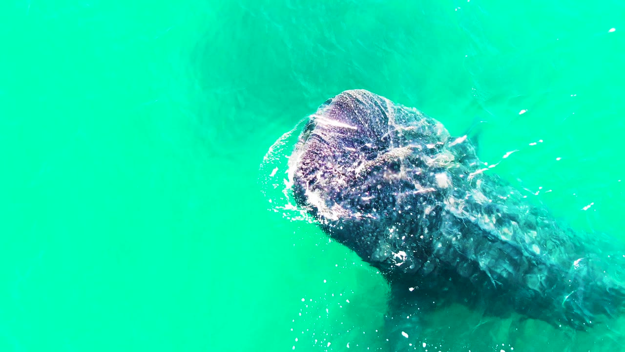 Whale shark angles across the top-down frame in Bahia De Los Angeles water, with white bubbles around the head and no visible people.