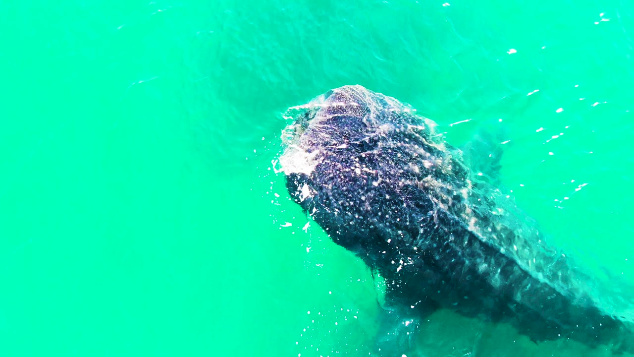 Whale shark head near the surface with pale bubbles in bright water.