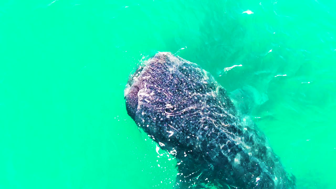 Whale shark beneath turquoise water with small fish nearby