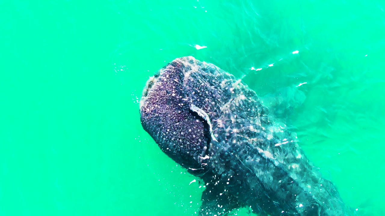 Whale shark centered under rippled turquoise water at Bahia De Los Angeles, Mexico, with pale fish marks nearby and no visible people.