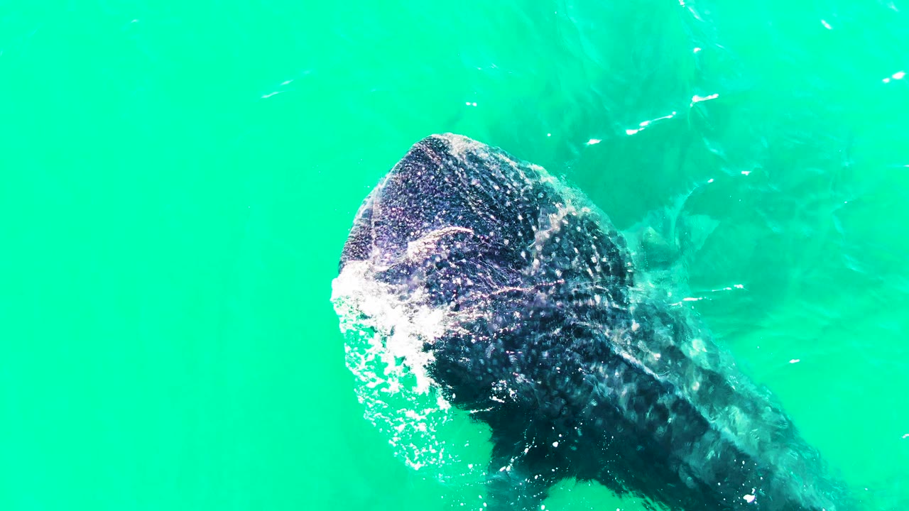 Whale shark passing beneath bright turquoise water at Bahia De Los Angeles, Mexico, with bubbles near its head and no visible people.