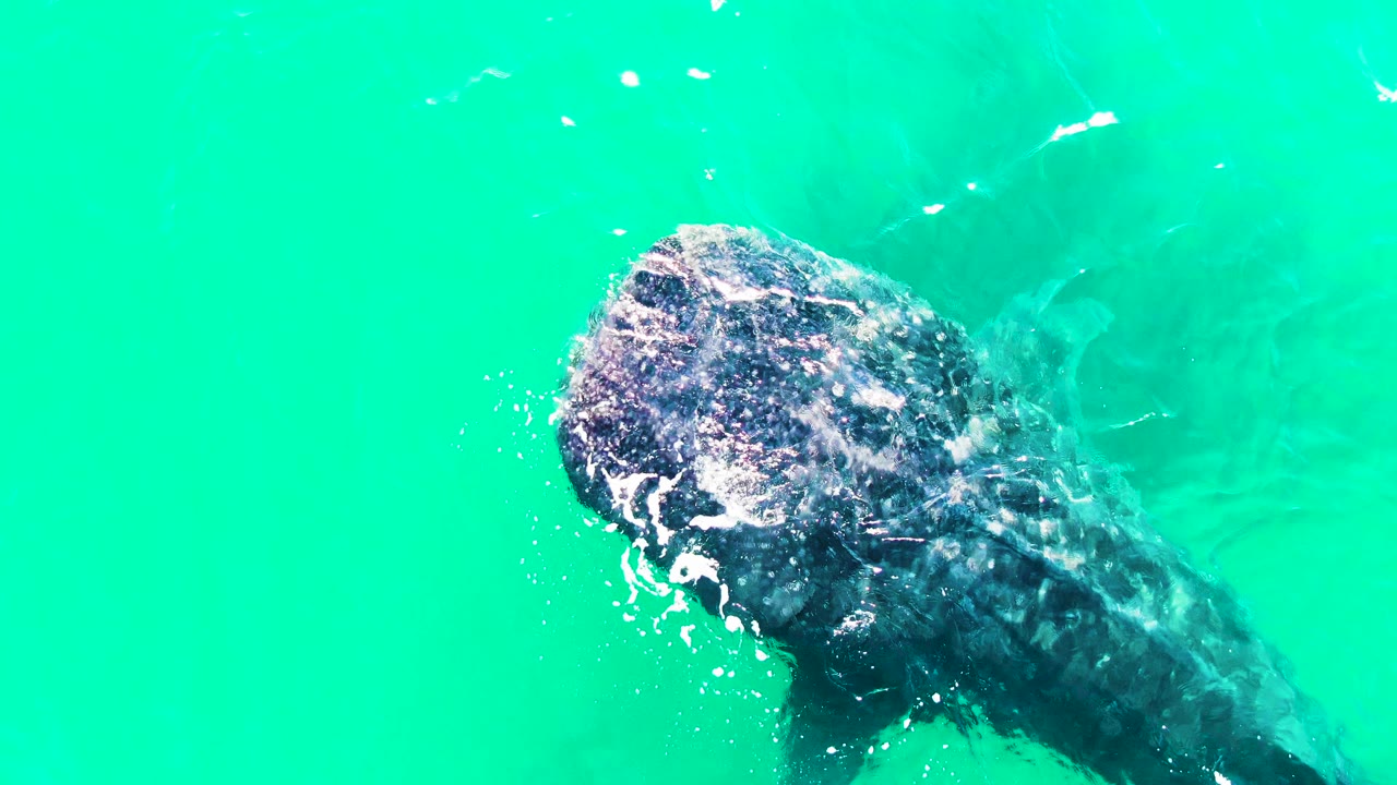 Whale shark angled through turquoise water at Bahia De Los Angeles, Mexico, with foam along the head area and no visible people.