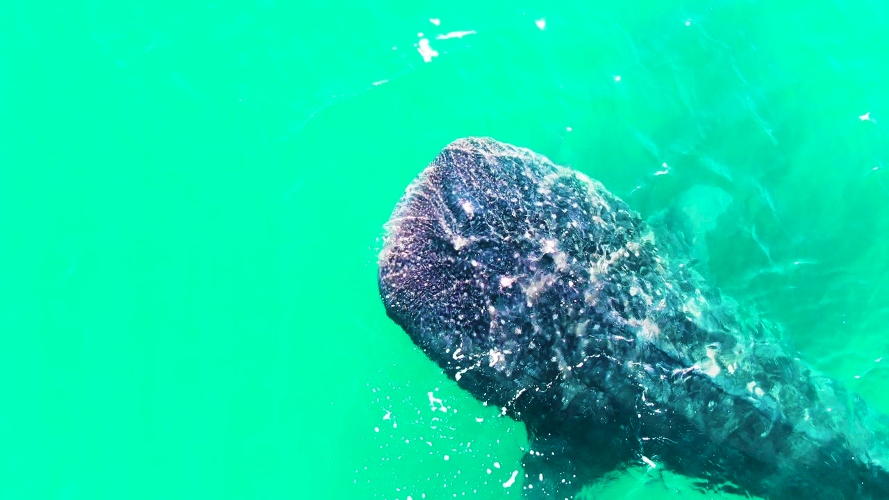 Whale shark head and upper body move beneath bright turquoise water in Bahia De Los Angeles, Mexico, with scattered bubbles around the patterned skin and no visible people.