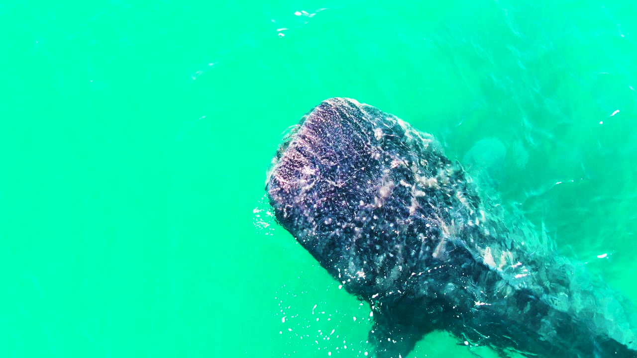 The whale shark appears at a diagonal under turquoise water in Bahia De Los Angeles, Mexico, with its spotted head catching light and no visible people.