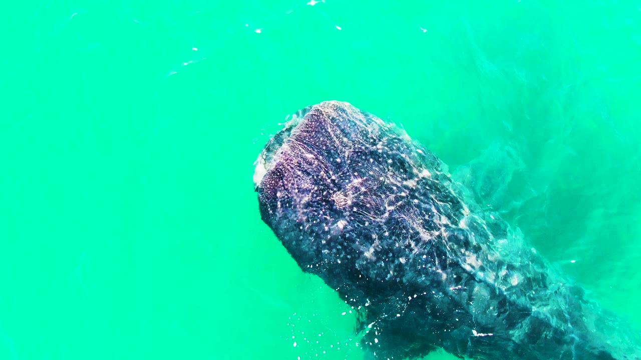 A whale shark is partly framed on the right in Bahia De Los Angeles, Mexico, with open turquoise water surrounding the patterned head and no visible people.