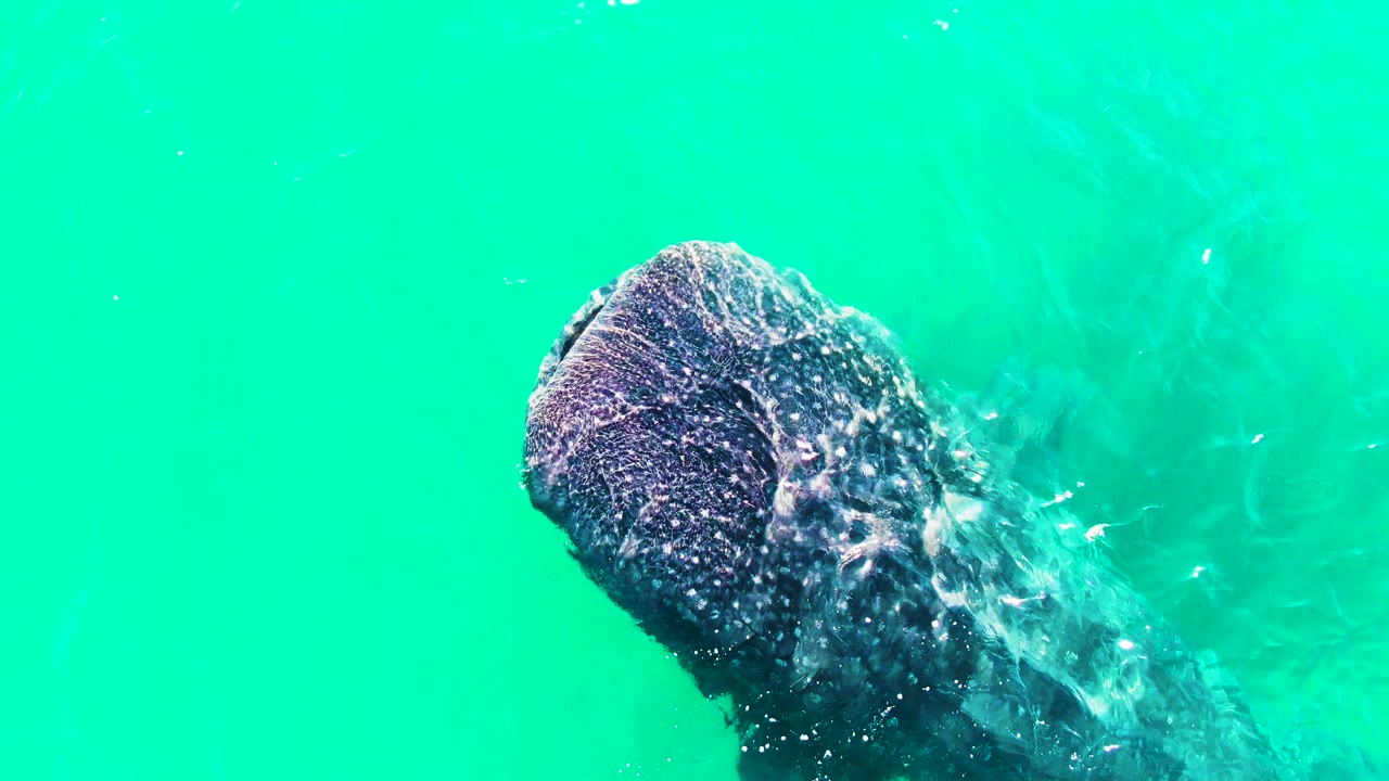 Close whale shark head with bubbles in turquoise water