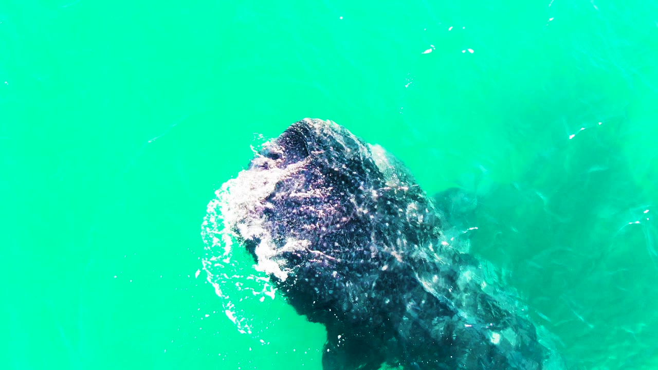 At 0:00 in Bahia De Los Angeles, a whale shark swims just under bright turquoise water with bubbles around its mottled head and no visible people.