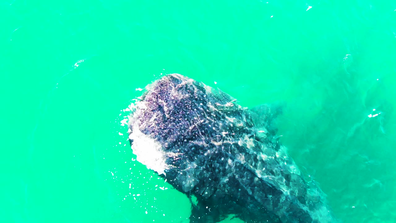 At 0:01 in Bahia De Los Angeles, the whale shark's head sits farther right under clear turquoise water, with faint small fish nearby and no visible people.