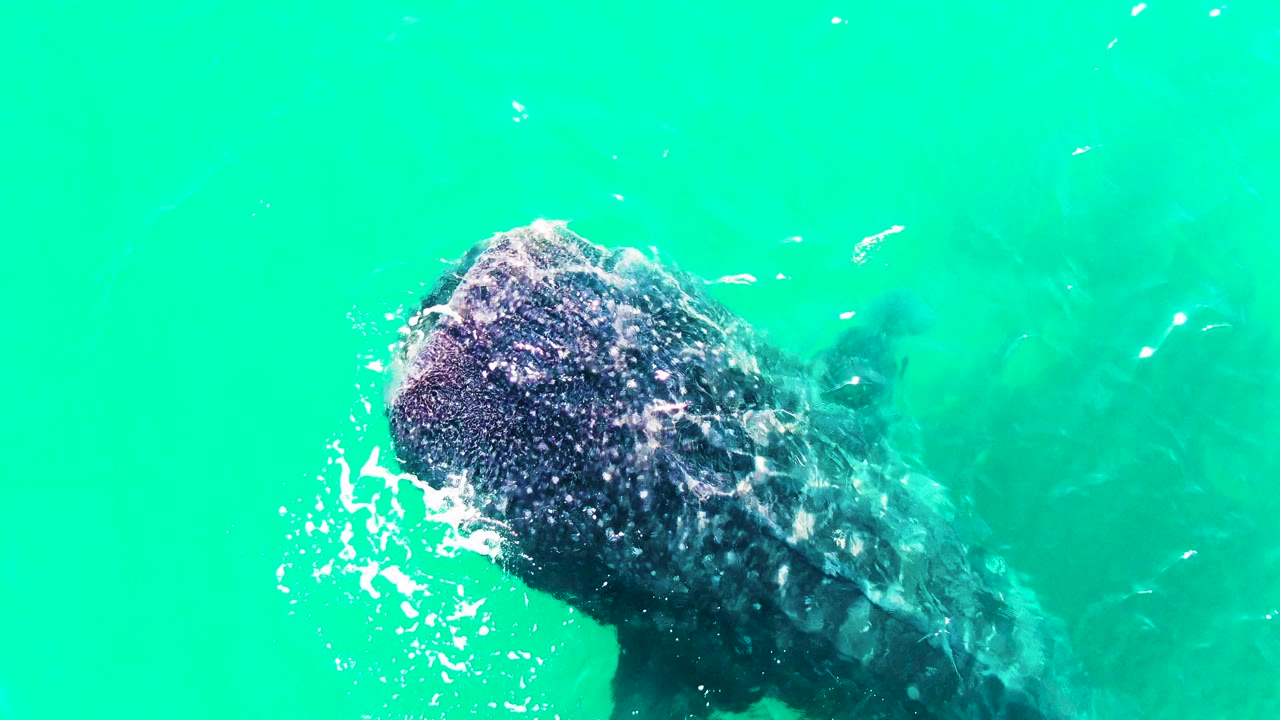 At 0:02 in Bahia De Los Angeles, white surface water gathers around the whale shark's mouth area as its dark body trails into the turquoise water, with no visible people.