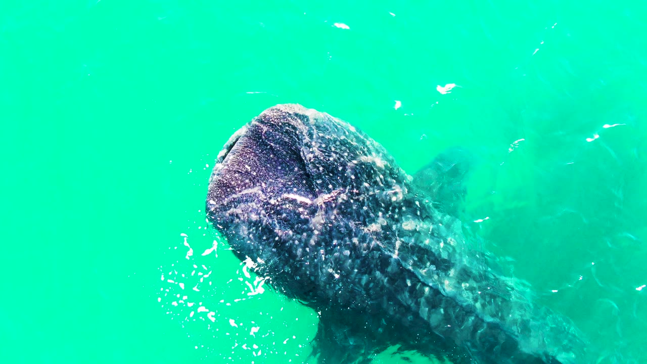 Whale shark turned diagonally below bright green-blue water.