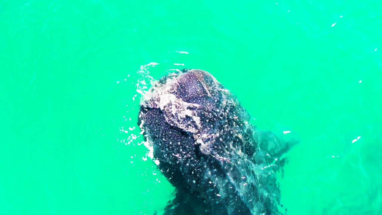 Whale shark feeding near the turquoise water surface