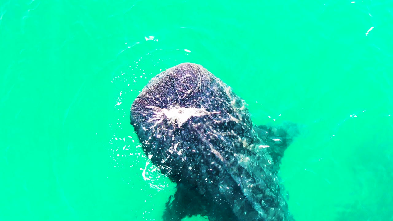 The whale shark continues feeding in Bahia De Los Angeles, its mouth and head centered under bright turquoise water with a patch of white bubbles and no visible people.