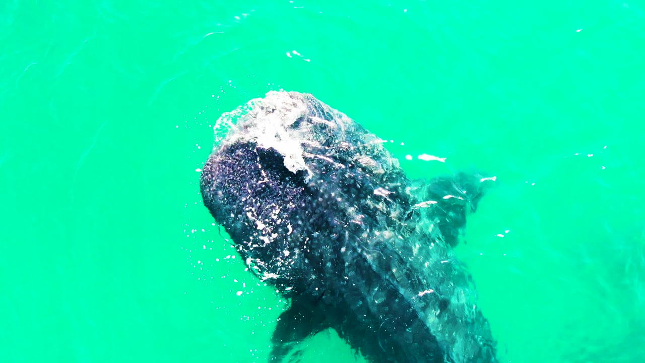 A whale shark in Bahia De Los Angeles angles its head near the surface, with foam on the mouth area, faint fish in the background, and no visible people.