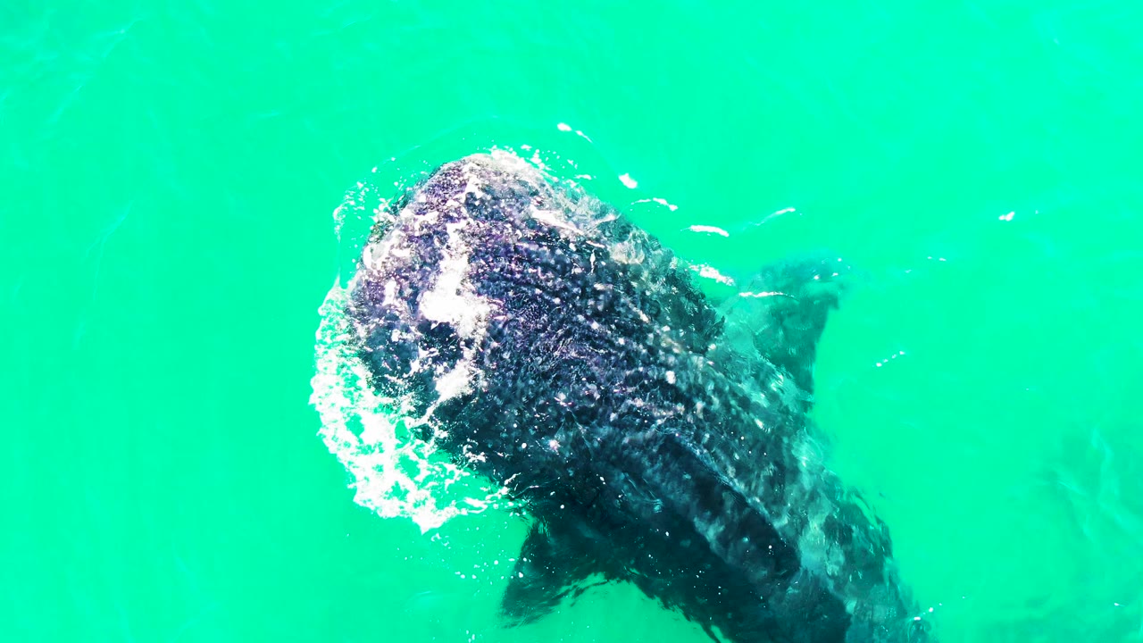 The whale shark feeds close to the frame edge in Bahia De Los Angeles, with its head partly covered by white splash against clear turquoise water and no visible people.