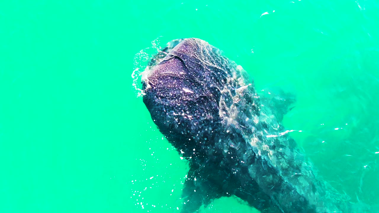 Whale shark head angled through turquoise water at Bahia De Los Angeles with bubbles along its mouth and no visible people.