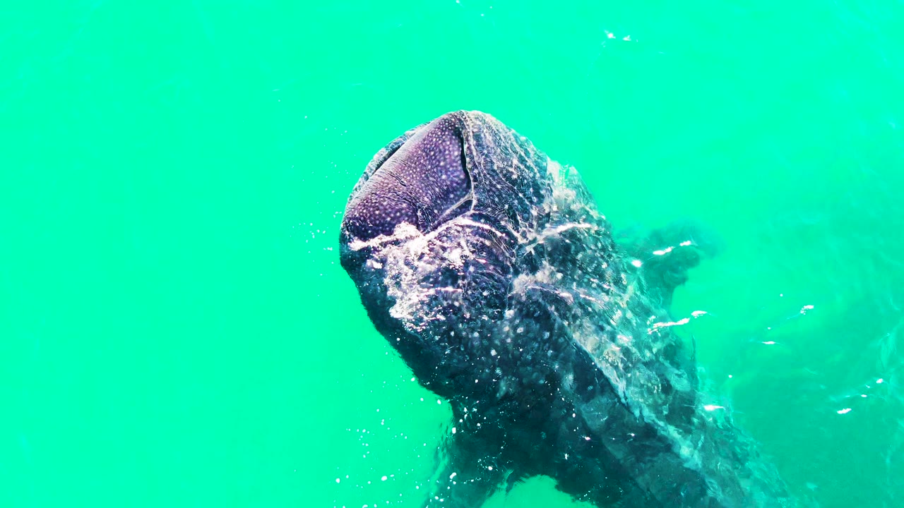 Whale shark open mouth seen from above in clear water