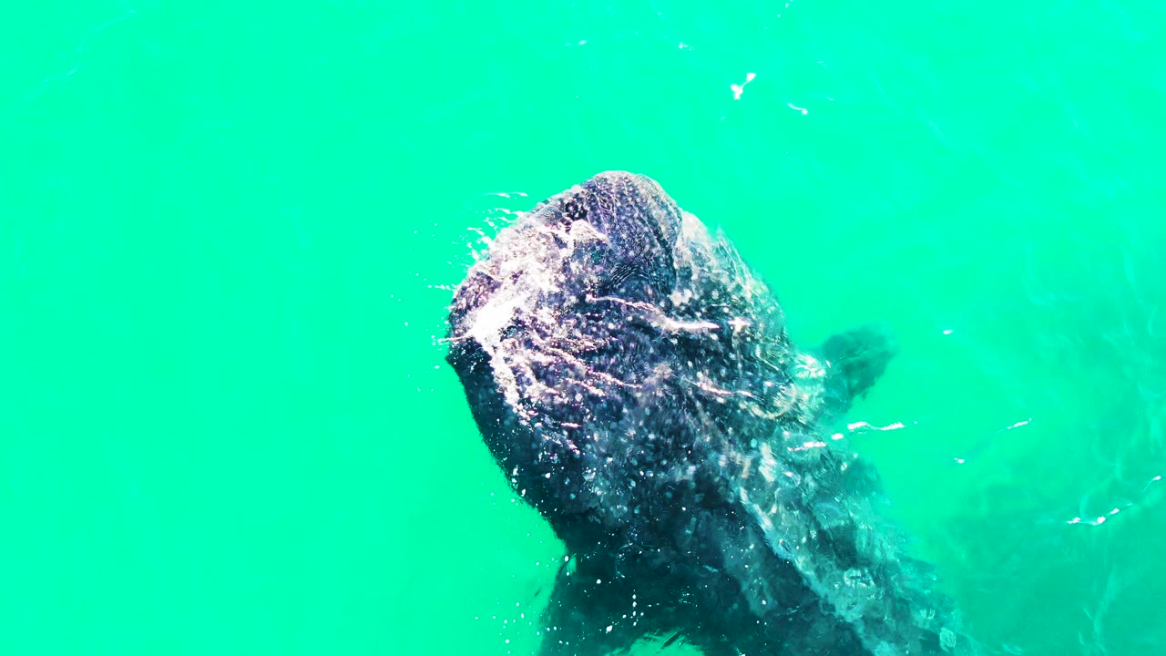 Whale shark head near the upper right of the frame in Bahia De Los Angeles water, with bubbles clustered over the mouth and no visible people.