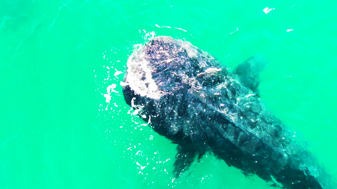 Whale shark near the surface in turquoise water with bubbles around its head.