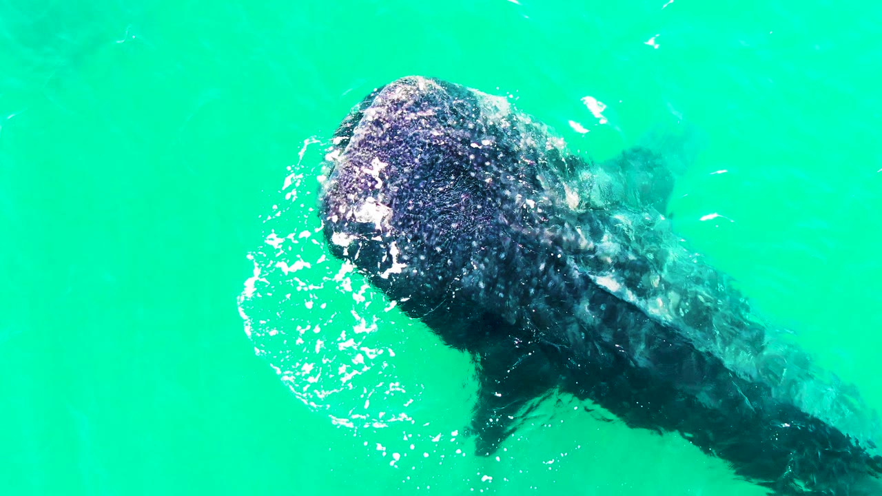 The whale shark sits closer to the center of the frame in Bahia De Los Angeles water, with its rounded head, spotted skin pattern, and trailing body visible under the surface, and no visible people.