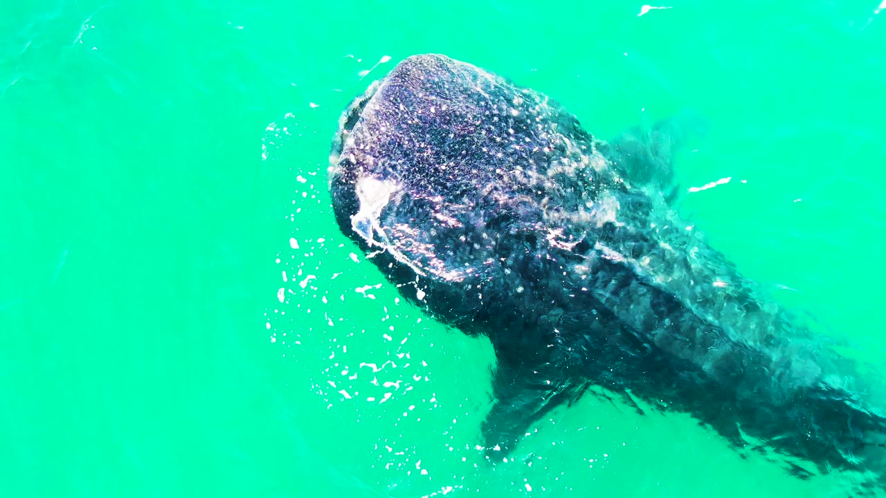 A whale shark continues diagonally through clear Bahia De Los Angeles water, with a bright splash beside the head and darker body fading into the turquoise background, and no visible people.