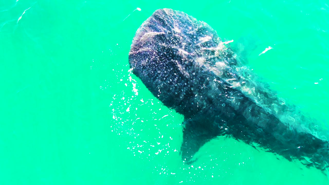 The whale shark fills more of the left side of the frame in Bahia De Los Angeles, with bubbles clustered along its head and a pectoral fin visible below the surface, and no visible people.