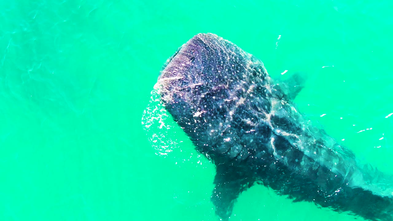 At 0:00, a whale shark enters the overhead frame in Bahia De Los Angeles turquoise water, with its broad head and open mouth visible and no visible people.