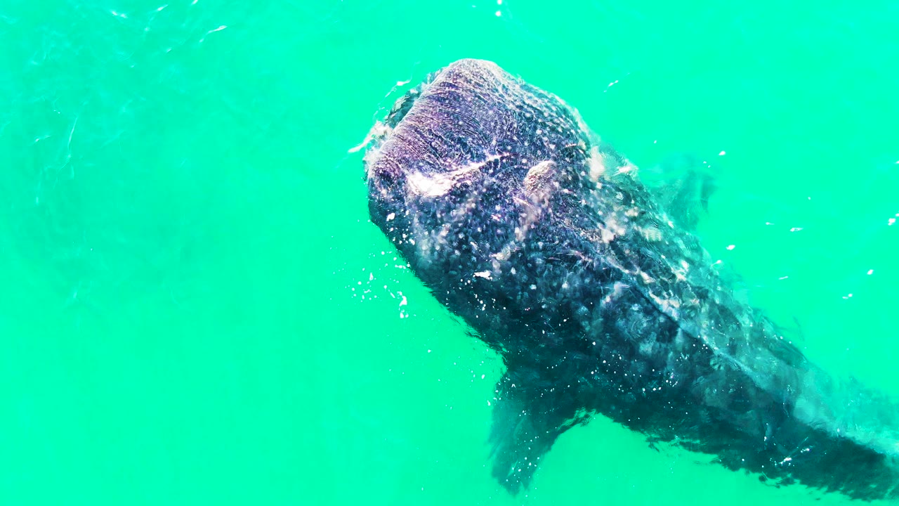 At 0:01, the whale shark is centered more fully in Bahia De Los Angeles water, with ripples and bubbles crossing the dark back and no visible people.