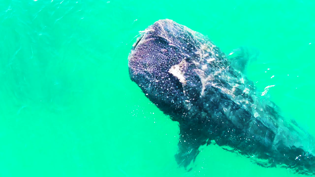 At 0:02, the whale shark shifts toward the upper right of the frame in Bahia De Los Angeles, with its body trailing diagonally through green-blue water and no visible people.