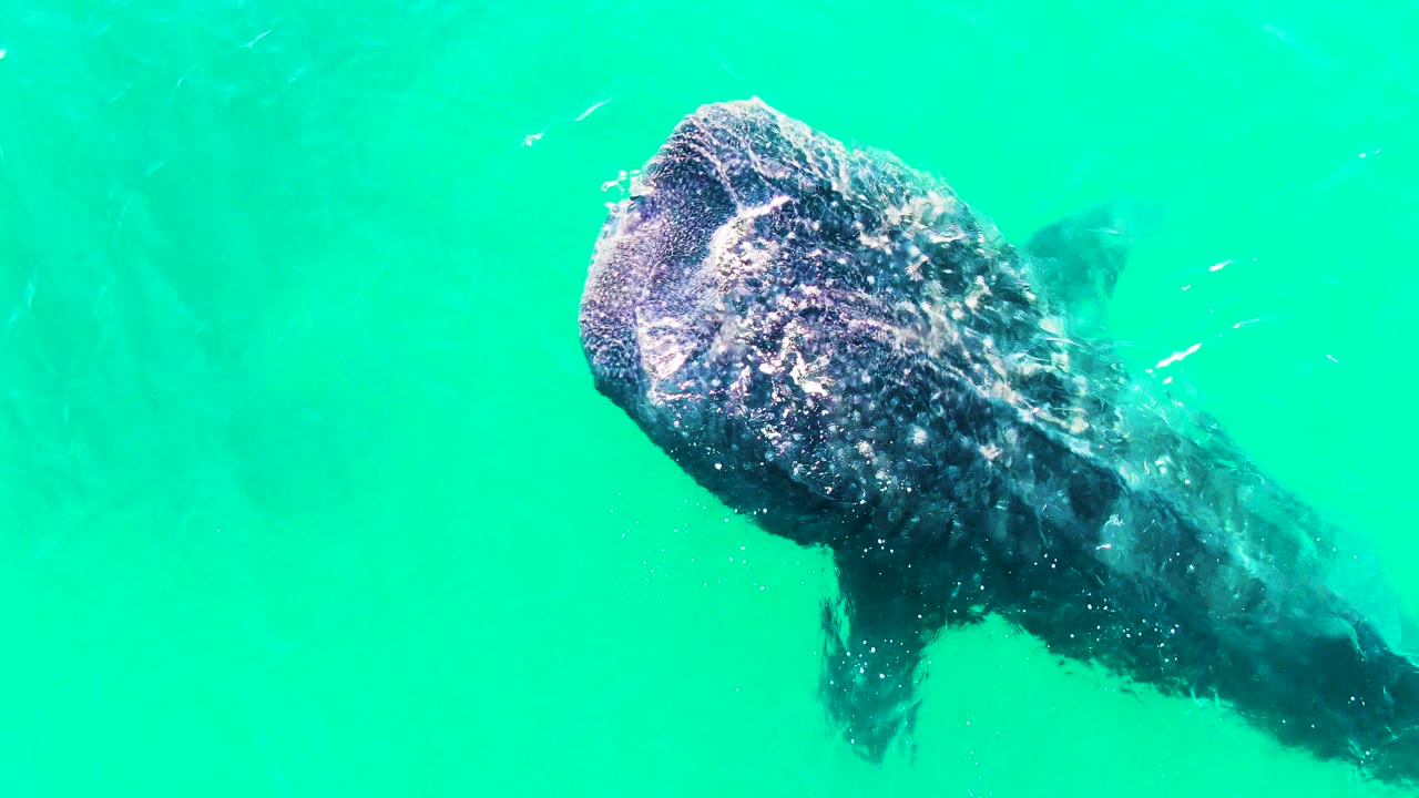 Whale shark head and body under bright water surface